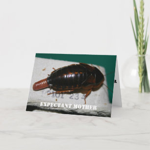 Carte Voix de la mère attenante Dubia avec sac d'oeufs