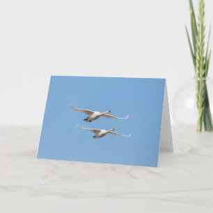 Carte Vol Swans Nature Photo