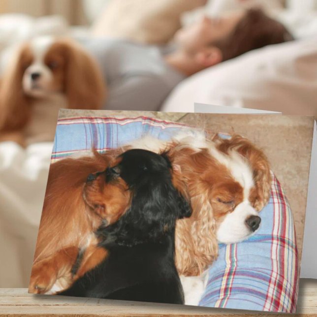Carte Vous Allez Lick Cancer Cavalier King Charles Spani (Créateur téléchargé)