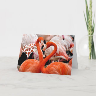 Carte Vous Deux Beaux Oiseaux Flamants 
