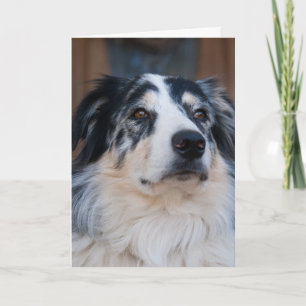 Carte Vous en pensant Australian Shepherd Photo de près