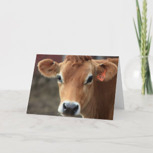 Cartes De Vœux Vache Brune Zazzle Fr