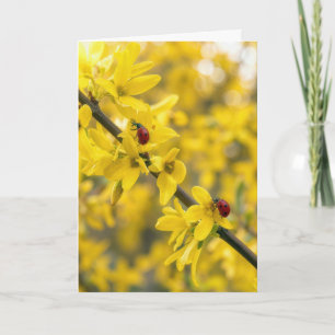Carte Vous Pensant Coccinelles sur Branche de Forsythia