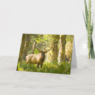 Carte Wapiti de Roosevelt   Parc national Olympique, Was
