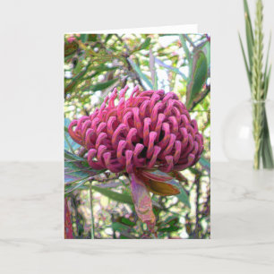 Carte waratah