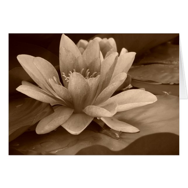 Carte Water Lilly (Devant horizontal)