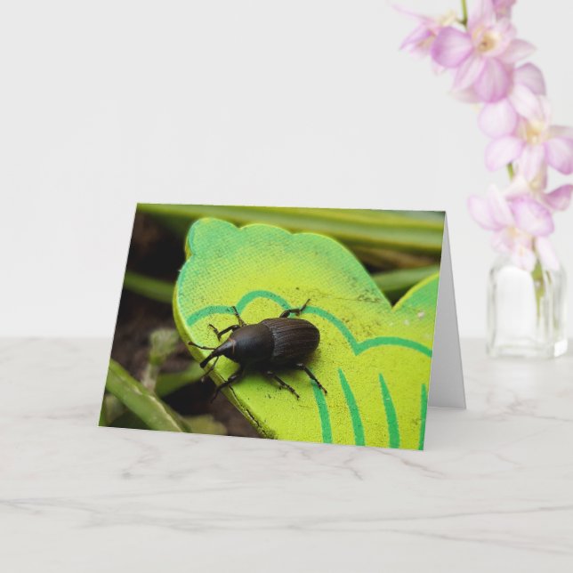 Carte Weharm, Beetles, Curculionoidea, Bug (Orchidée)