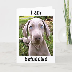 CARTE WEIMARANAR EST AVANT VOUS ÊTES "40"/FABULOUS