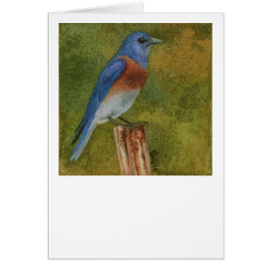 Carte Western Bluebird