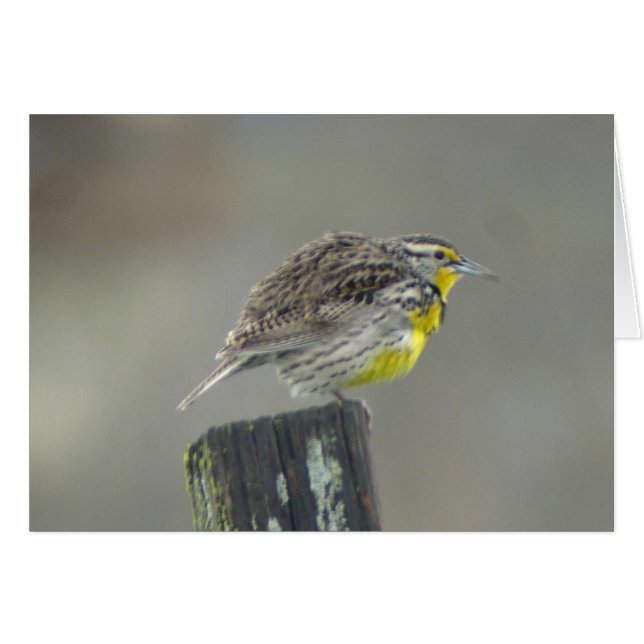 Carte Western Meadowlark (Devant horizontal)