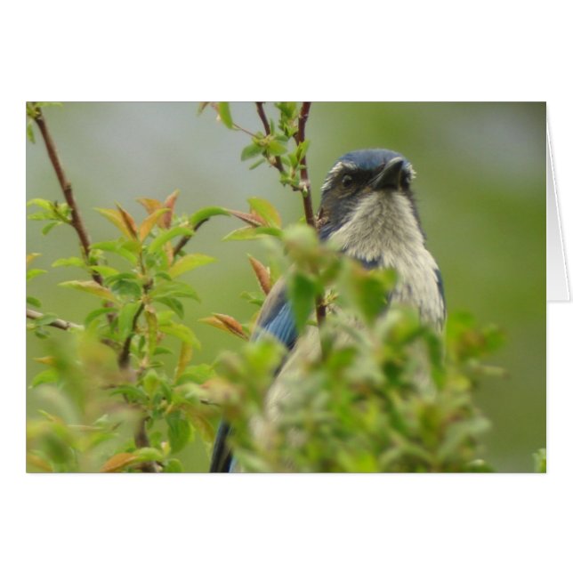 Carte Western Scrub-Jay (Devant horizontal)