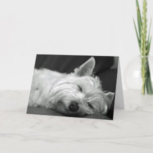 Carte Westie Endormi