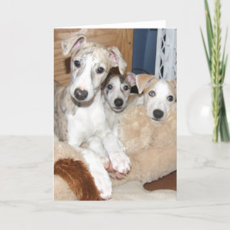 Carte Whippet puppy notecard