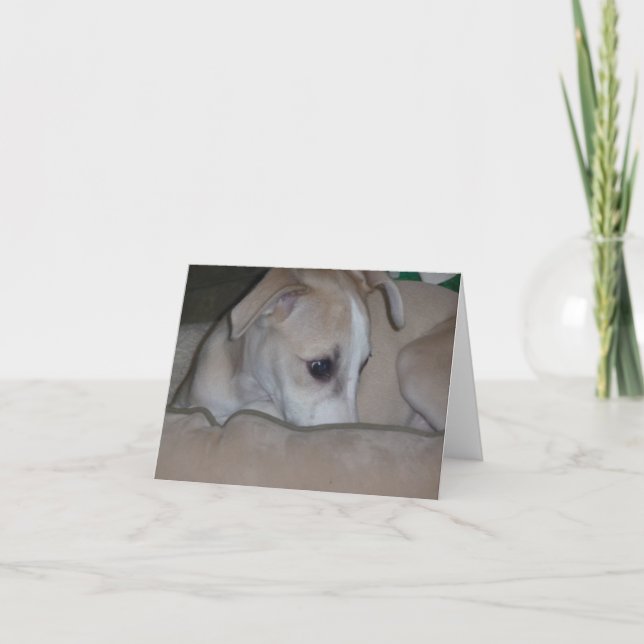 Carte Whippet puppy notecard (Devant)