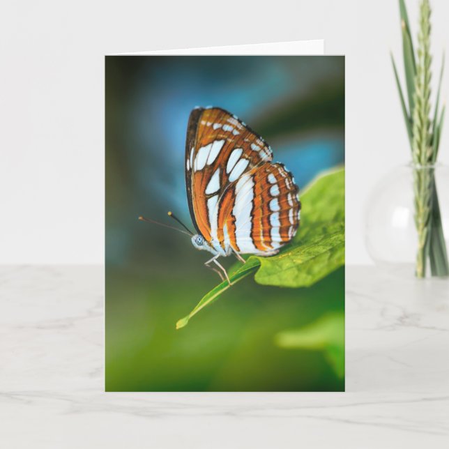 Carte White and Orange Striped Butterfly (Devant)