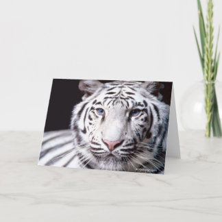 Carte White Bengal Tiger Photographe