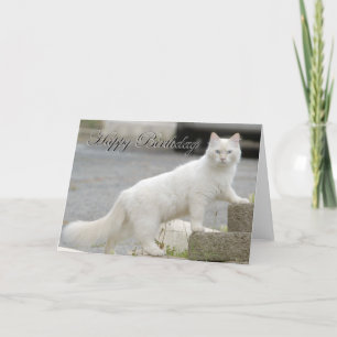 Carte White Cat