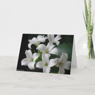 Carte White Flowers