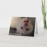 Carte White, Funny Puppy Happy Birthday<br><div class="desc">A cute,  fun way to send Happy Birthday greetings to that someone special. This white,  sweet puppy has a cute pink nose et a playful smile. She's sure to brighten anyone's day !</div>