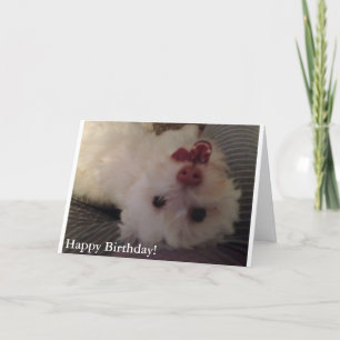 Carte White, Funny Puppy Happy Birthday