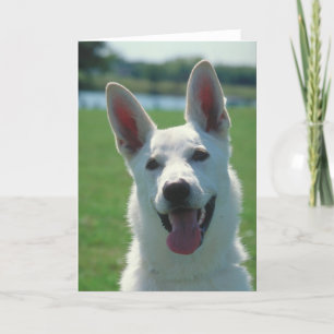 Carte White German Shepherd Dog