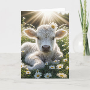 Carte White Scottish Highland Calf Anniversaire