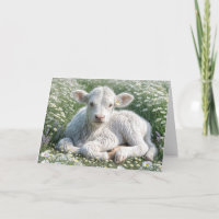 White Scottish Highland Calf Anniversaire
