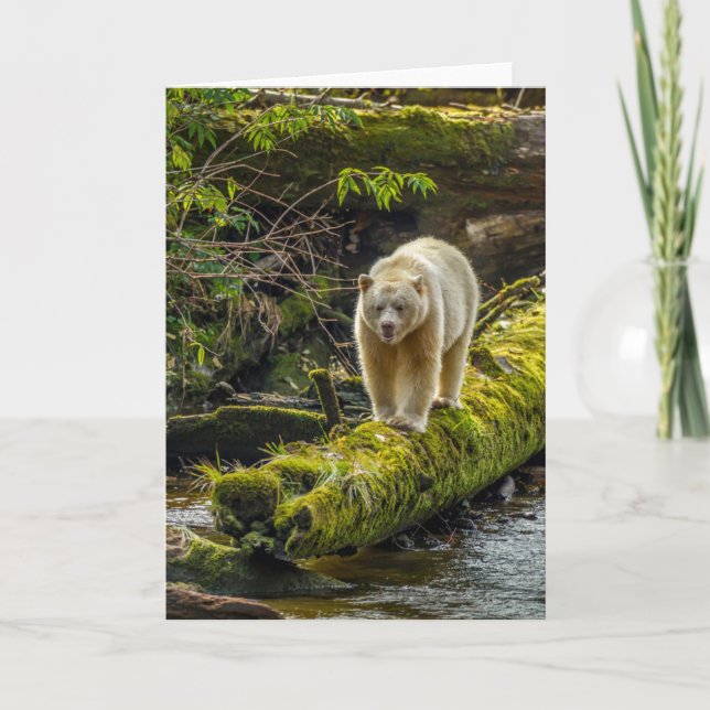 Carte White Spirit Bear | British Columbia, Canada (Devant)