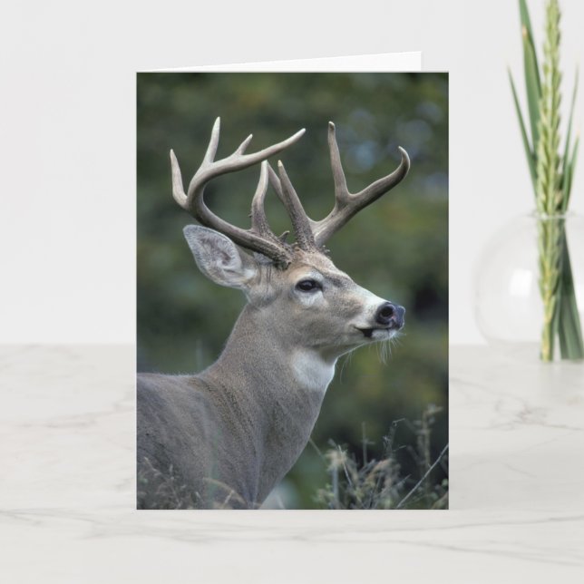 Carte White-tailed Deer | Washington State (Devant)