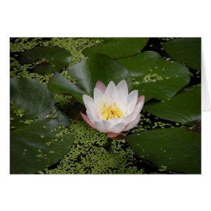 Carte White Water Lily