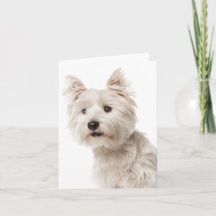 Carte White West Highland Terrier Chien chiot Bonjour am