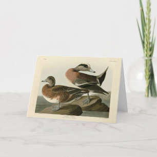 Carte Widgeon américain des oiseaux d'Amérique d'Audubon