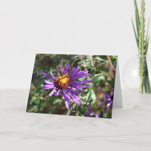 Carte Wild Aster