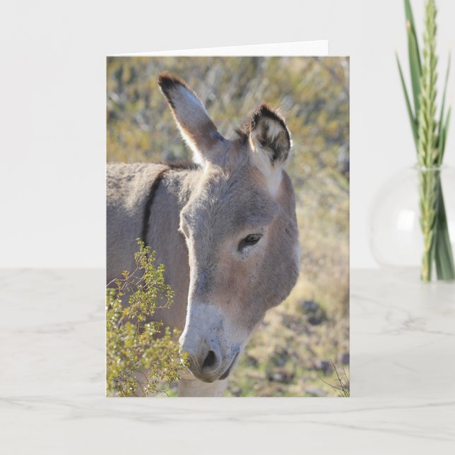 Carte Wild Burros Greeting (Devant)