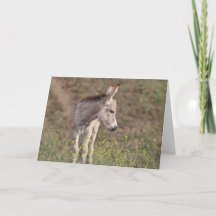 Wild Burros Greeting