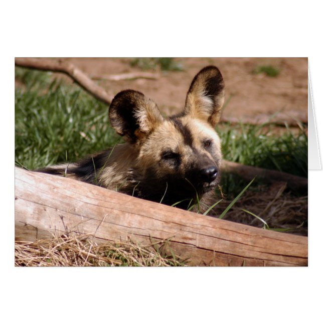 Carte Wild Dog 012 africaine (Devant horizontal)