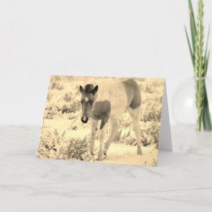 CARTE WILD HORSES OF UTAH BLANK CARD FOAL