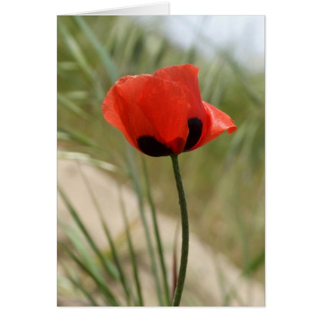 Carte Wild Poppy (Devant)