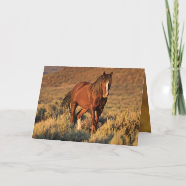 Carte Wild Sorrel Stallion (Devant)
