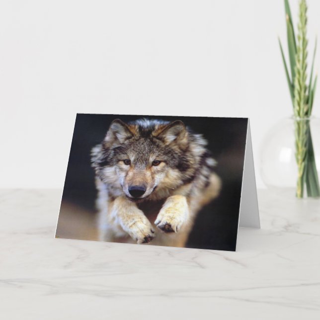 Carte Wild Wolf (Devant)