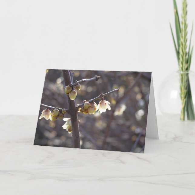 Carte Wintersweet (Chimonanthus praecox) (Devant)