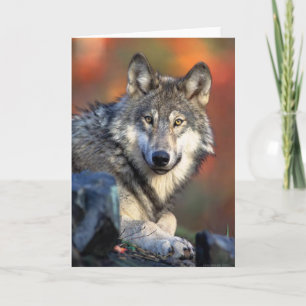 Carte Wolf Photograph