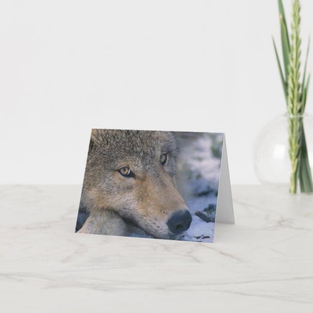 Carte Wolf_pup_closeup (Devant)