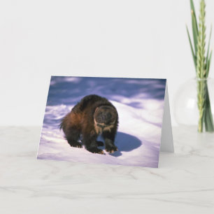 Carte Wolverine sur la neige