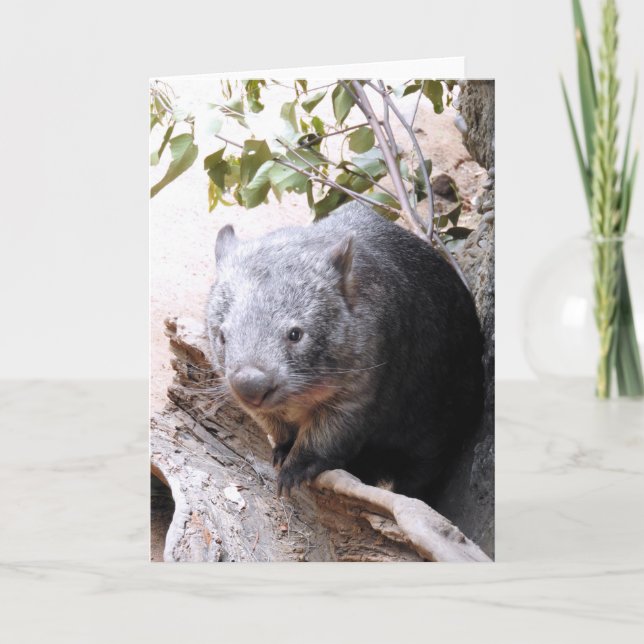 Carte Wombat (Devant)