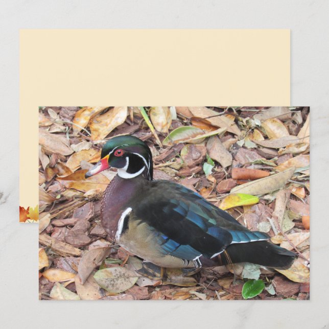 Carte Wood Duck Flat (Devant / Derrière)
