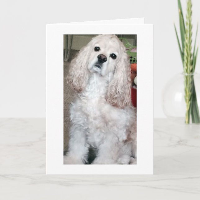 CARTE WOOF WOOF/HAPPY BANTHDAY DIT LE COCKER SPANIEL (Devant)