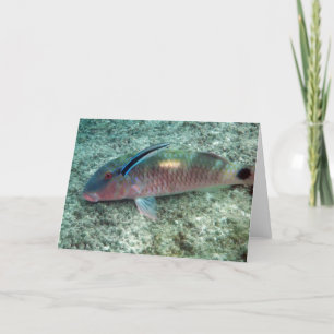 Carte Wrasse de décapant de Bluestreak (dimidiatus de