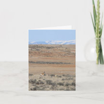 Carte Wyo Speed Goat - 4" x 5.6"
