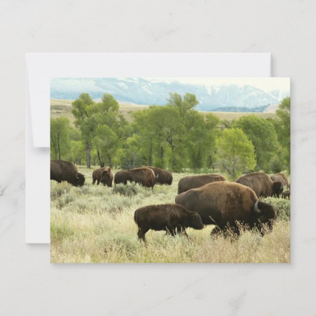 Carte Wyoming Bison Nature Animal Photographie (Devant)